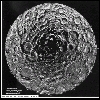 moon_southpole2.gif